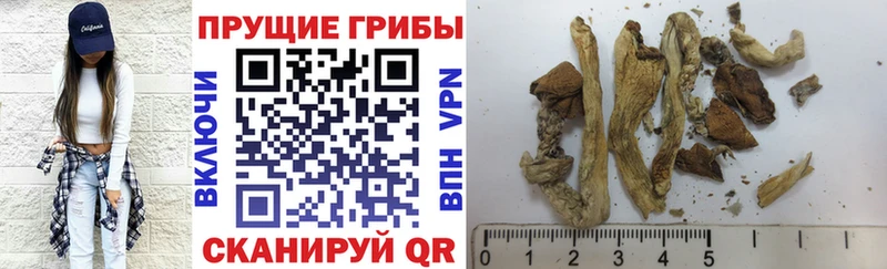 закладки  Сызрань  Псилоцибиновые грибы Magic Shrooms 
